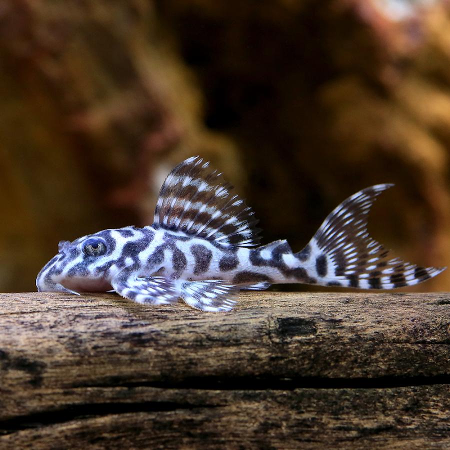 熱帯魚）キングタイガー・ペコルティア Sサイズ（国産ブリード）（1 