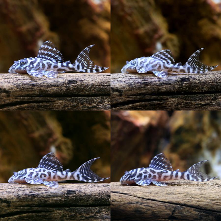 熱帯魚）キングタイガー・ペコルティア Sサイズ（国産ブリード）（1 