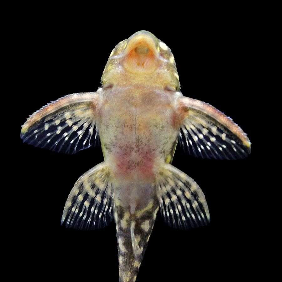 熱帯魚）一点物 スターダスト・クラウンプレコ L136c（ブリード 
