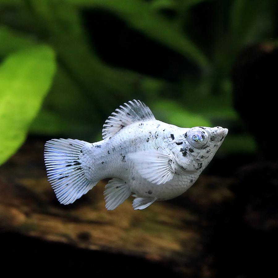 入荷未定）（熱帯魚）ブルーアイプラチナバルーンダルメシアンモーリー 