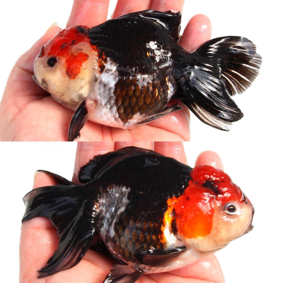 金魚）一点物 トリカラーオランダ獅子頭（インドネシア産）13cm
