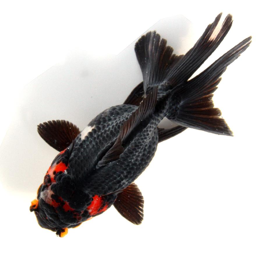 金魚　オランダ　約10センチ 金魚）一点物 トリカラーオランダ獅子頭（インドネシア産）10cm