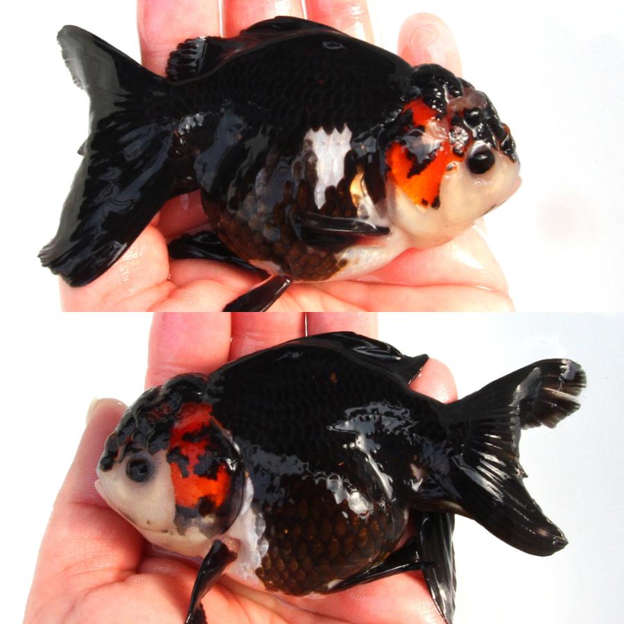 金魚）一点物 トリカラーオランダ獅子頭（インドネシア産）10cm