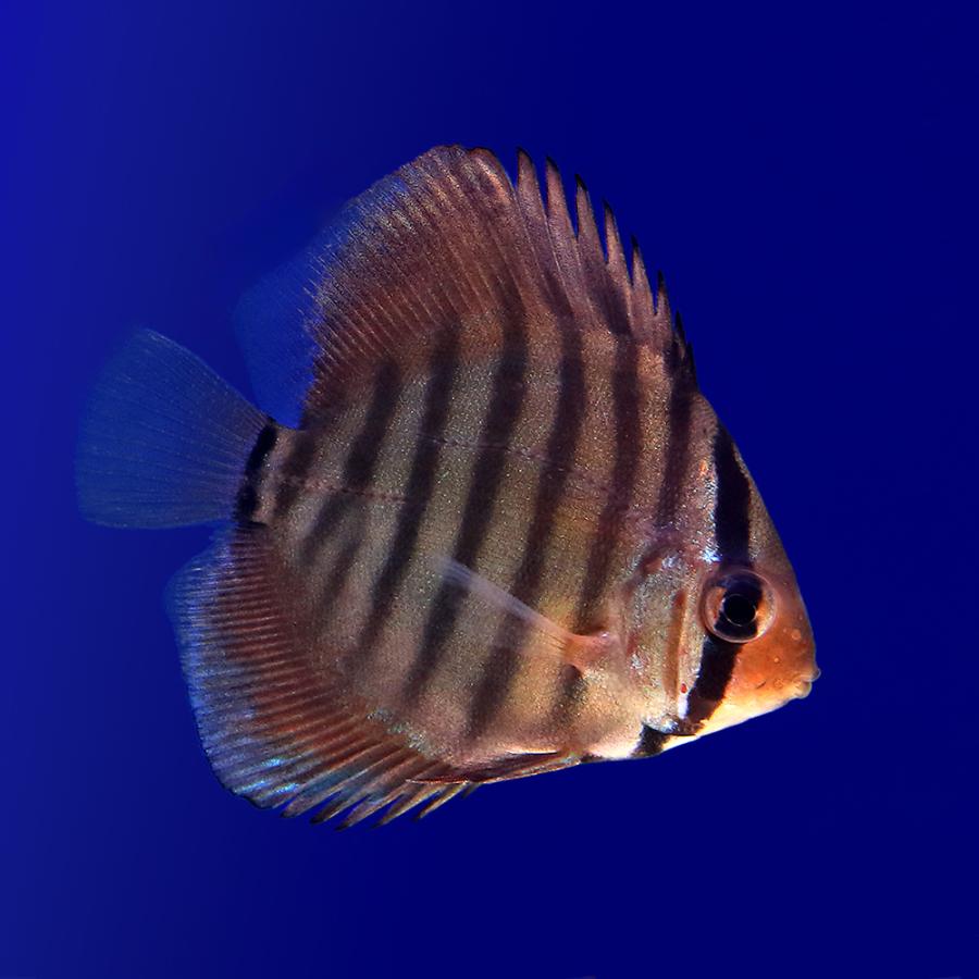 熱帯魚）スーパーソリッドレッド ディスカス 紅雲 Sサイズ（国産 