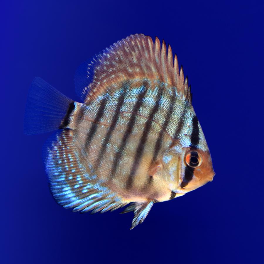 熱帯魚）ブルーベリースペシャル ディスカス Sサイズ（国産ブリード