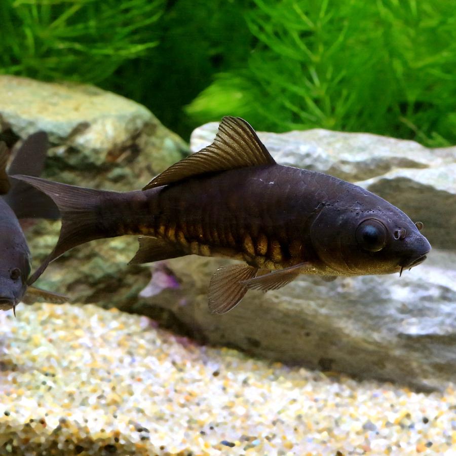国産金魚）ドラゴンスケールブラックコメット（1匹） : チャーム