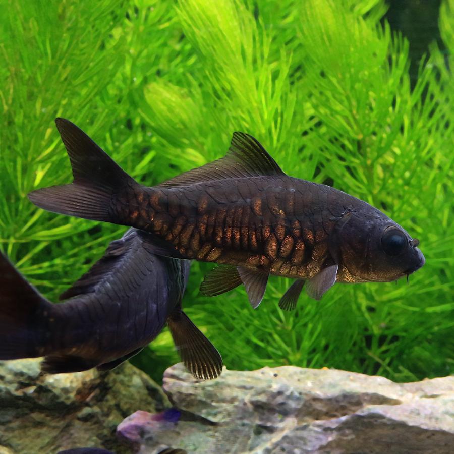 国産金魚）ドラゴンスケールブラックコメット（1匹） : チャーム