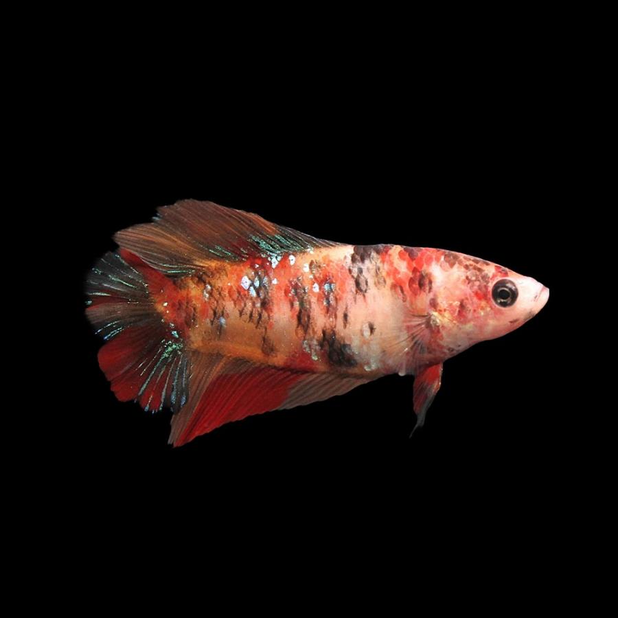 熱帯魚）鯉ベタ・ダブルテール コイカラー ニモ(キャンディー)（メス 
