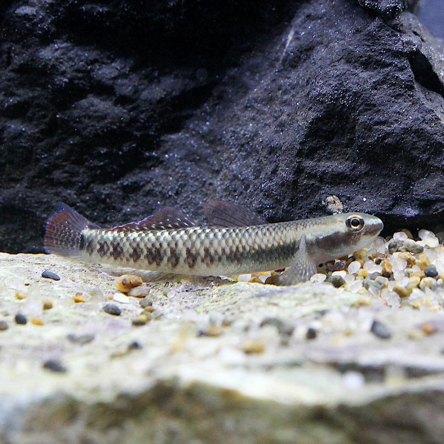 熱帯魚）スティフォドン・ペレウェンシス（1匹） 北海道・九州航空便