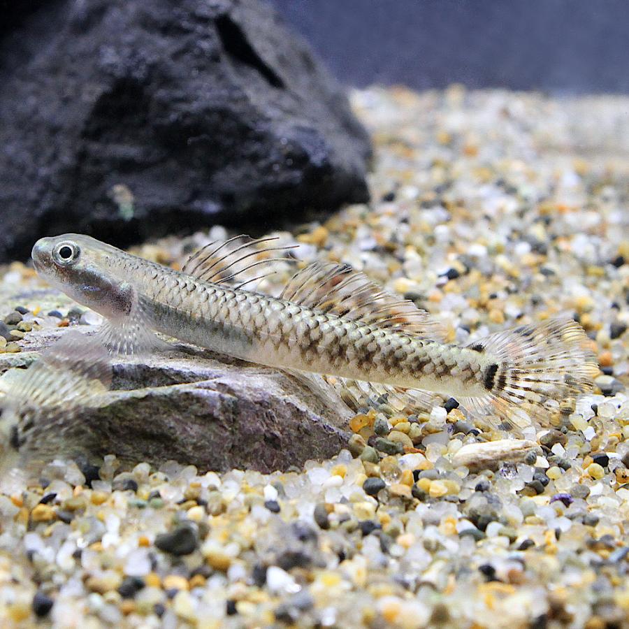 熱帯魚）スティフォドン・ペレウェンシス（1匹） 北海道・九州航空便