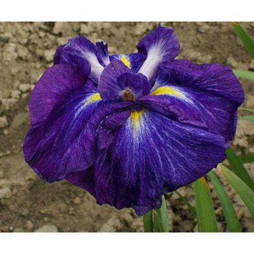 ビオトープ 水辺植物 花菖蒲 彗星 スイセイ １ポット Invest Realestate Ca