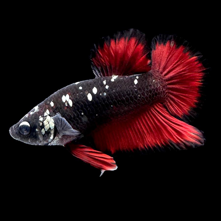 熱帯魚）ベタ・ハーフムーンプラカット ブラックデビル オス（1匹