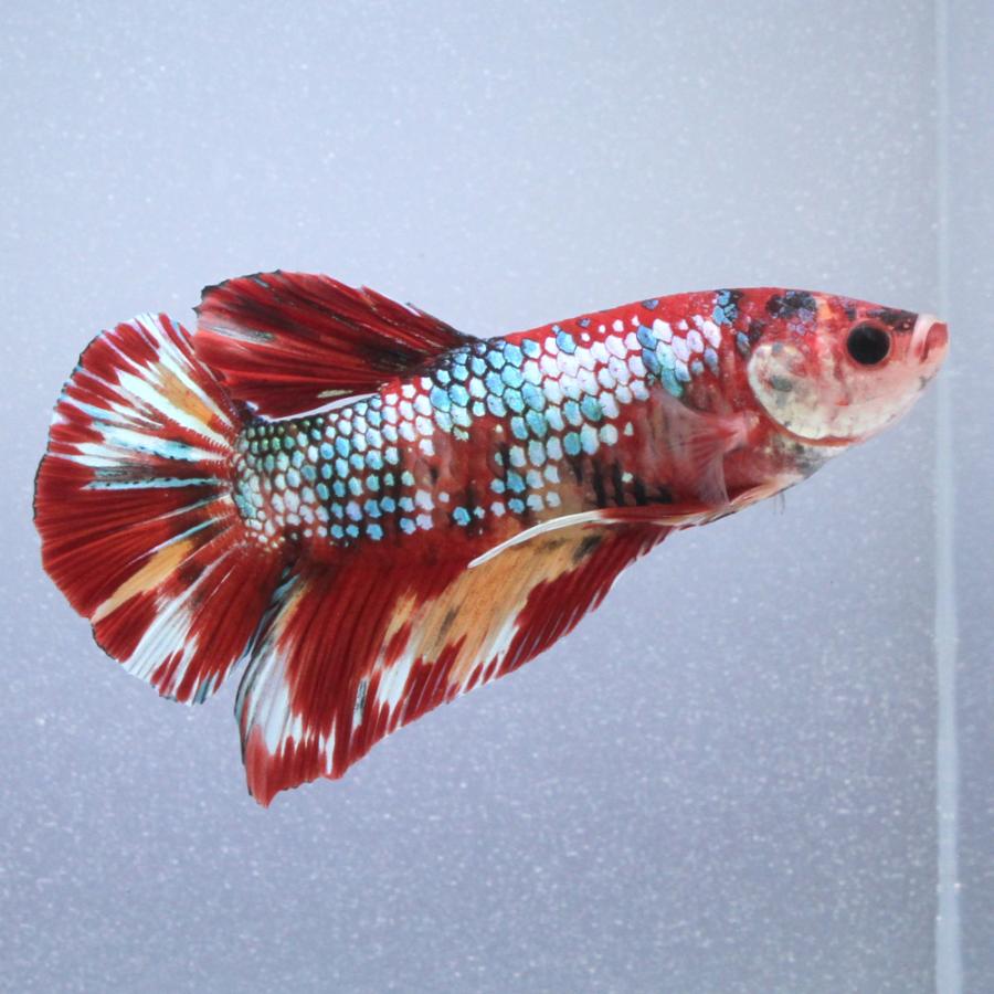 熱帯魚）一点物 鯉ベタ・ジャイアントプラカット コイカラー ニモ