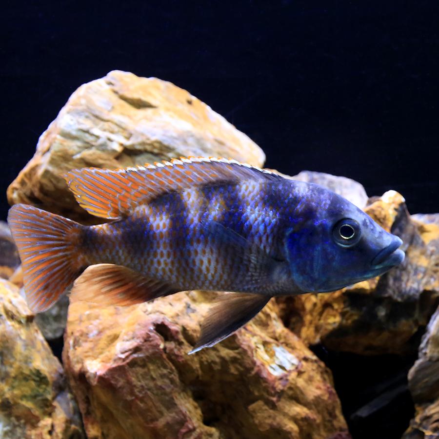 熱帯魚）プラキドクロミス ミロモ（1匹） 北海道・九州航空便要保温