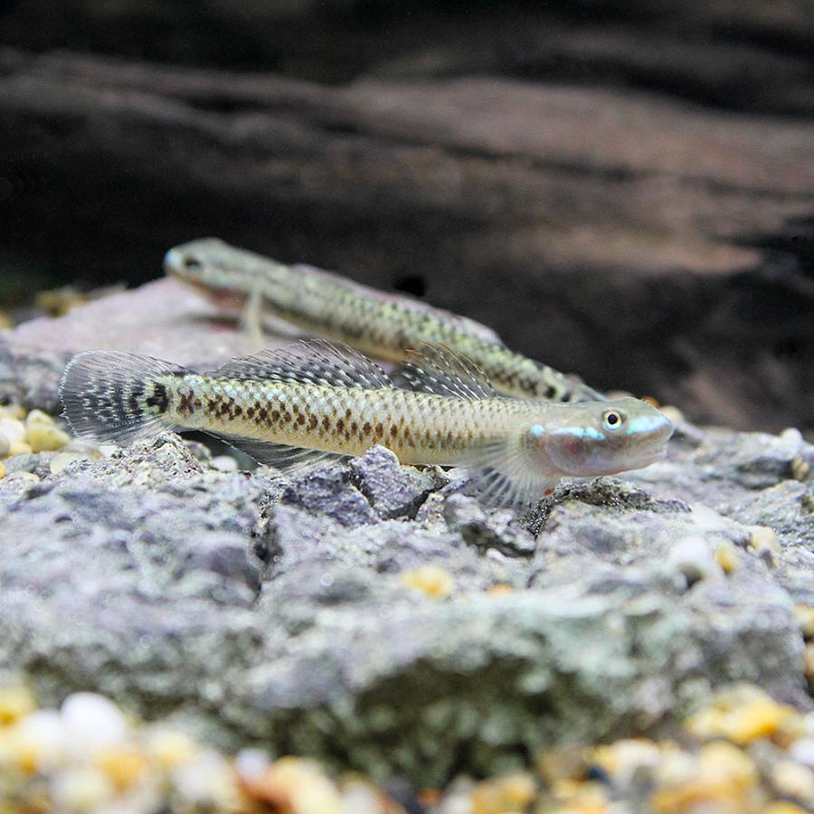 熱帯魚）スティフォドン カリサ（1匹） 北海道・九州航空便要保温