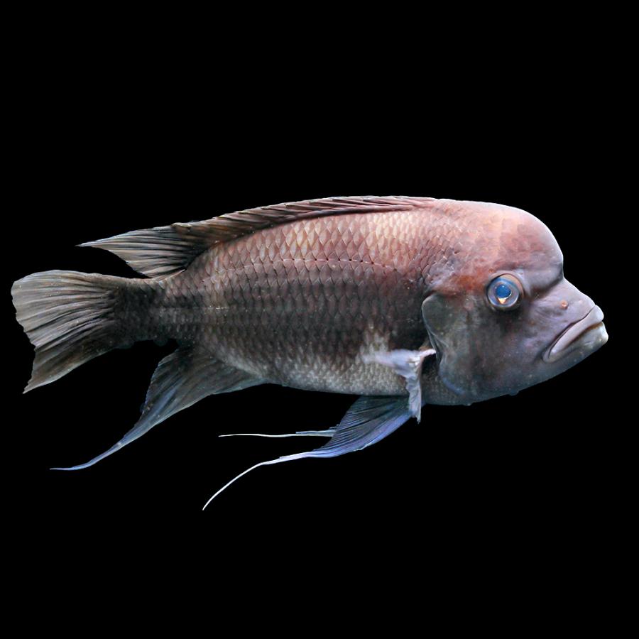 （熱帯魚）一点物　キフォティラピア・ギベローサ　ブラックウィドウ　約２０〜２３ｃｍ（ブリード）（１匹） |  | 01