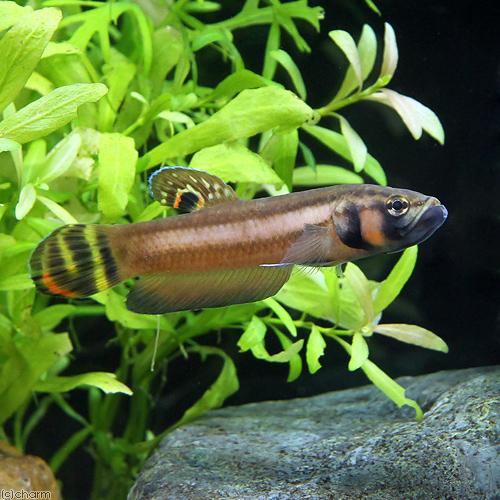 熱帯魚）ベタ・マクロストマ ブルネイ（ワイルド） オス（1匹