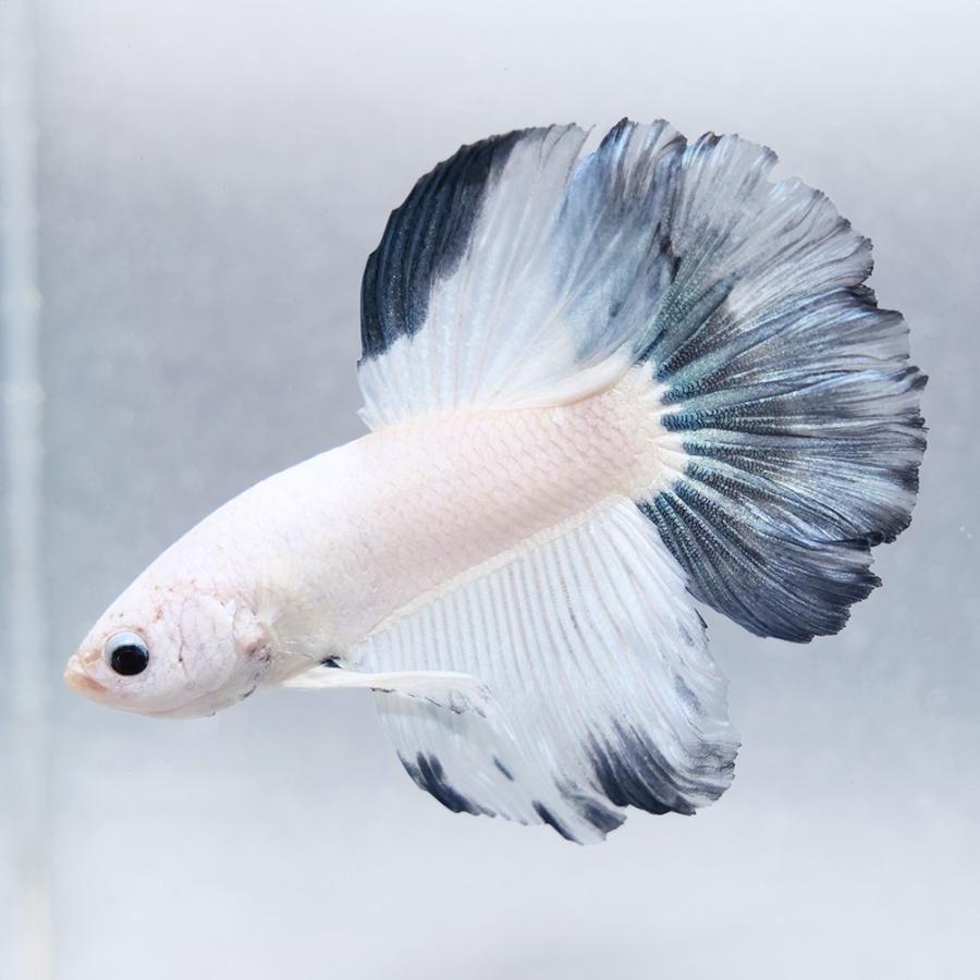 熱帯魚）一点物 ベタ スーパーデルタテール ブルーリム オス（1匹 