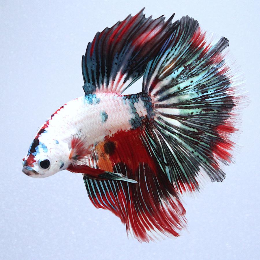 熱帯魚）一点物 鯉ベタ スーパーデルタテール コイカラー ニモ