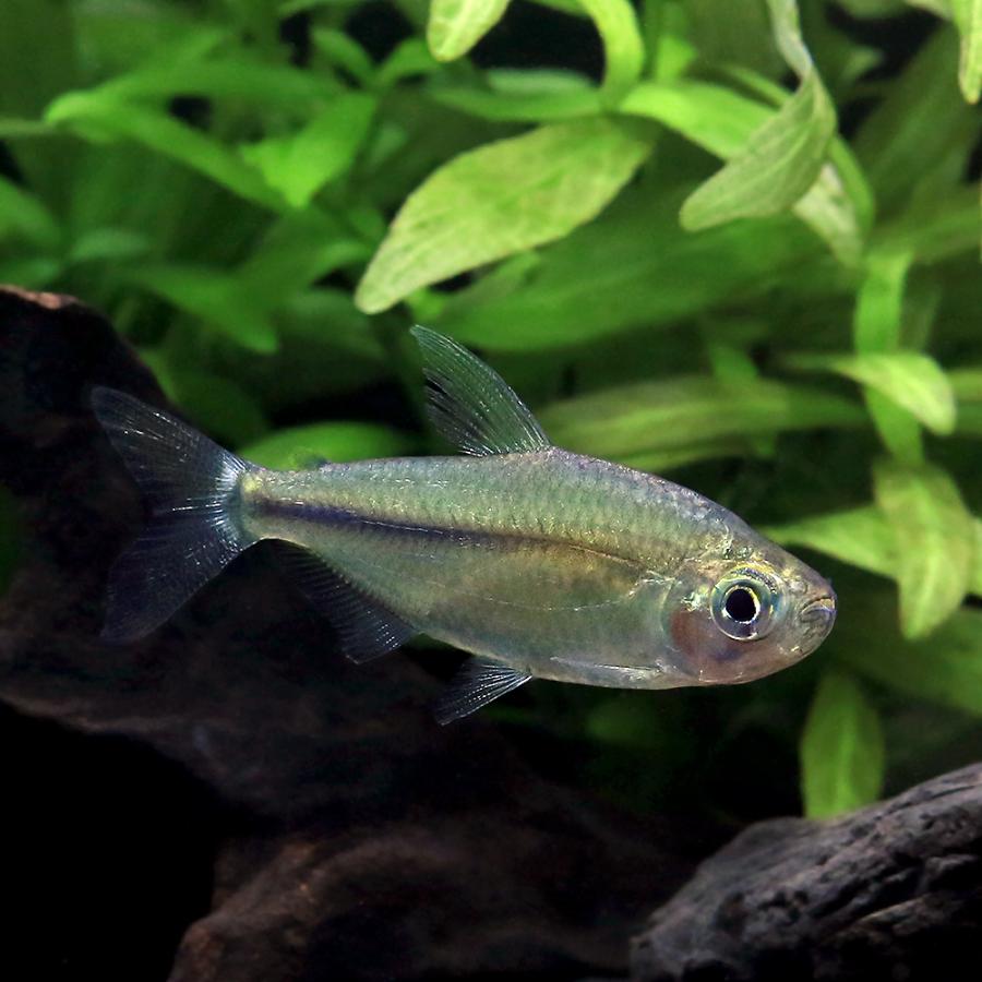 （熱帯魚）レッドテールサファイアコンゴテトラ（ワイルド）（１ペア）　北海道・九州航空便要保温_1