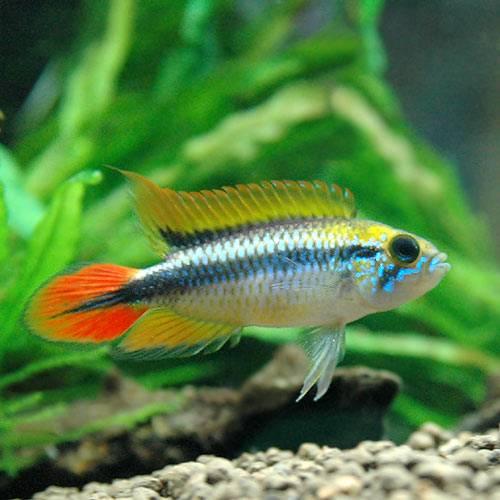 熱帯魚）アピストグラマ・アガシジィ ダブルレッド（東南ブリード