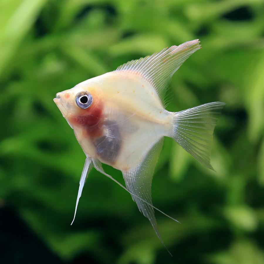 MV% 1点もの。エンゼルフィッシュ 熱帯魚）マンダリンエンゼルフィッシュ（国産ブリード）（1匹