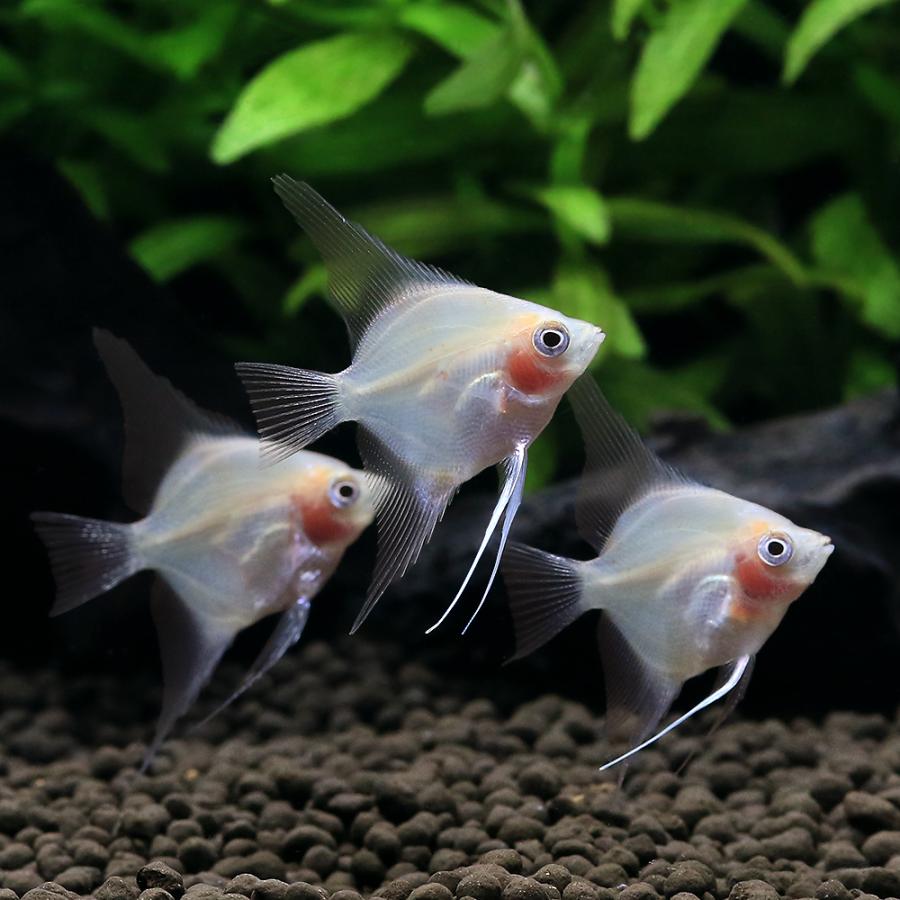MV% 1点もの。エンゼルフィッシュ 熱帯魚）マンダリンエンゼルフィッシュ（国産ブリード）（1匹