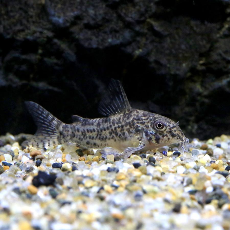 熱帯魚）コリドラス・sp.アチニンガ（ワイルド）（1匹） 北海道
