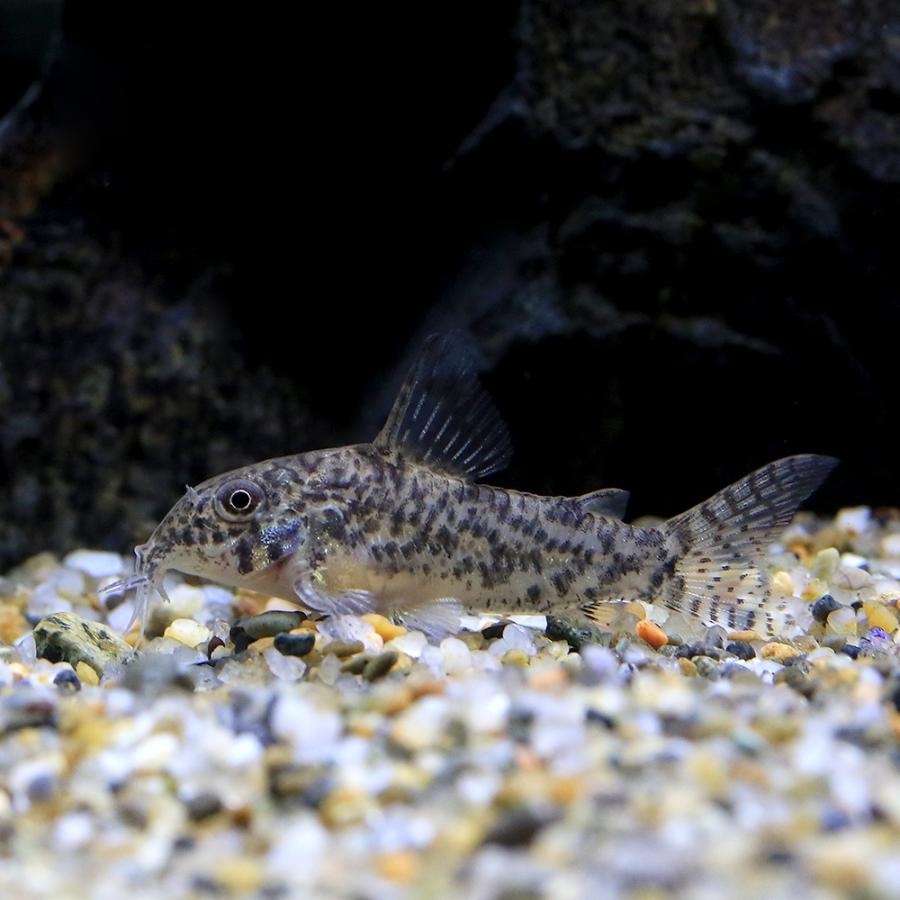 熱帯魚）コリドラス・sp.アチニンガ（ワイルド）（1匹） 北海道