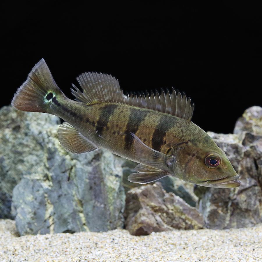 熱帯魚）キクラ・ケルベリー Mサイズ（約11〜20cm）（ブリード 