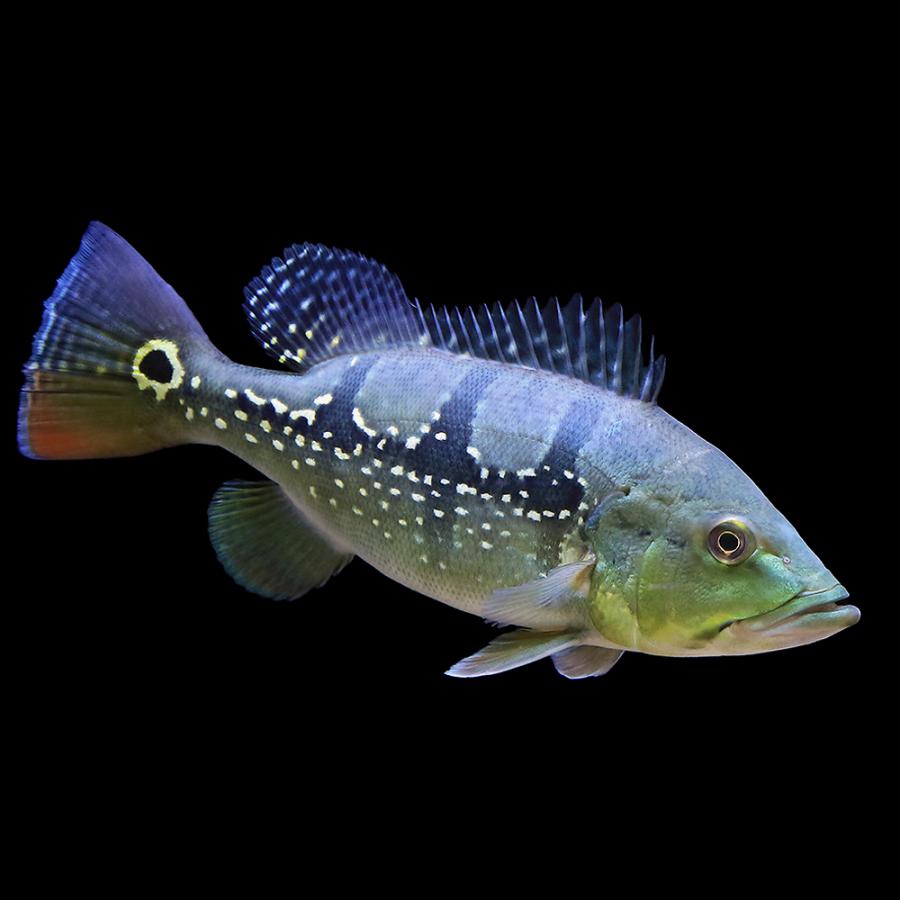 キクラ3匹セット　お買い得　熱帯魚 熱帯魚）キクラ・オリノセンシス（オリノコエンシス）Mサイズ