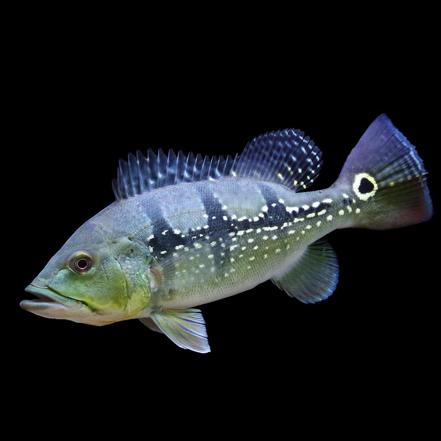 熱帯魚）キクラ・オリノセンシス（オリノコエンシス）Mサイズ