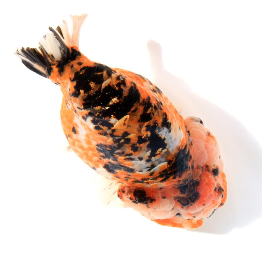 金魚）一点物 江戸錦 11cm±（インドネシア産）（1匹） 北海道