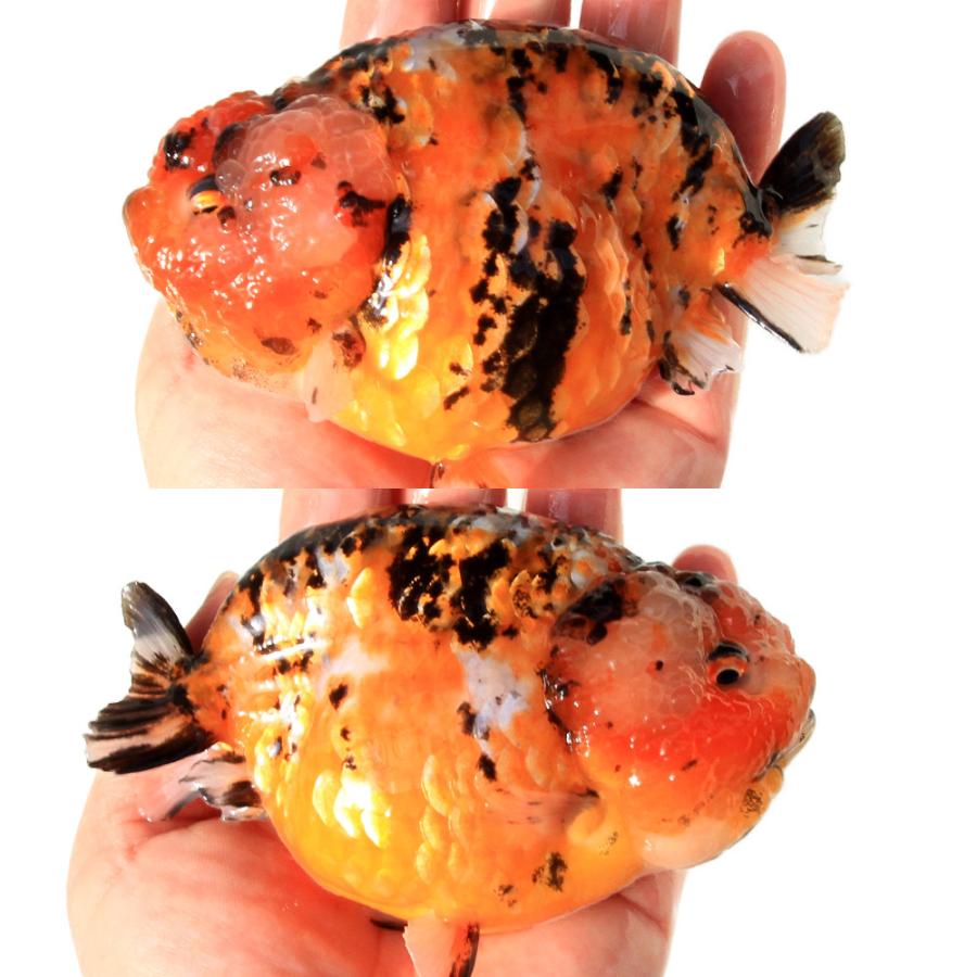 金魚　 金魚）一点物 江戸錦 11cm±（インドネシア産）（1匹） 北海道