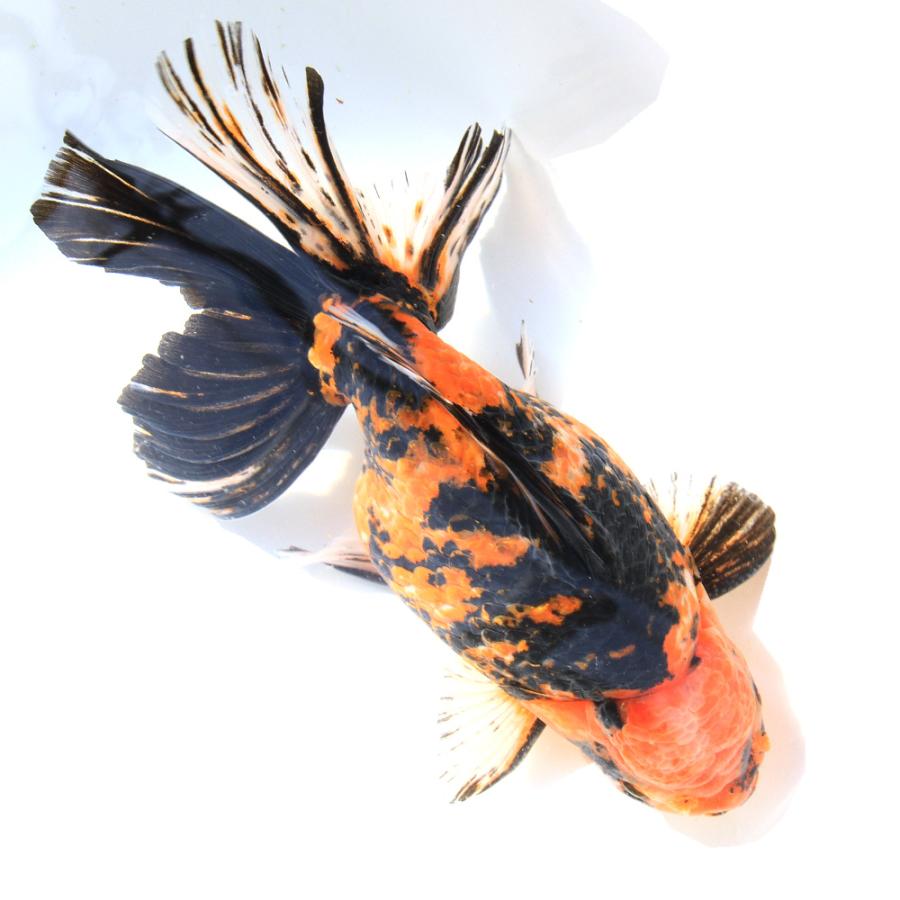 金魚）一点物 オランダ獅子頭 20cm±（インドネシア産）（1匹