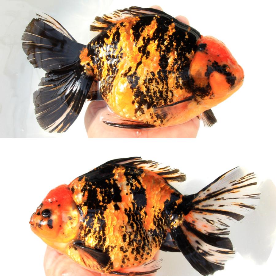 金魚）一点物 オランダ獅子頭 20cm±（インドネシア産）（1匹