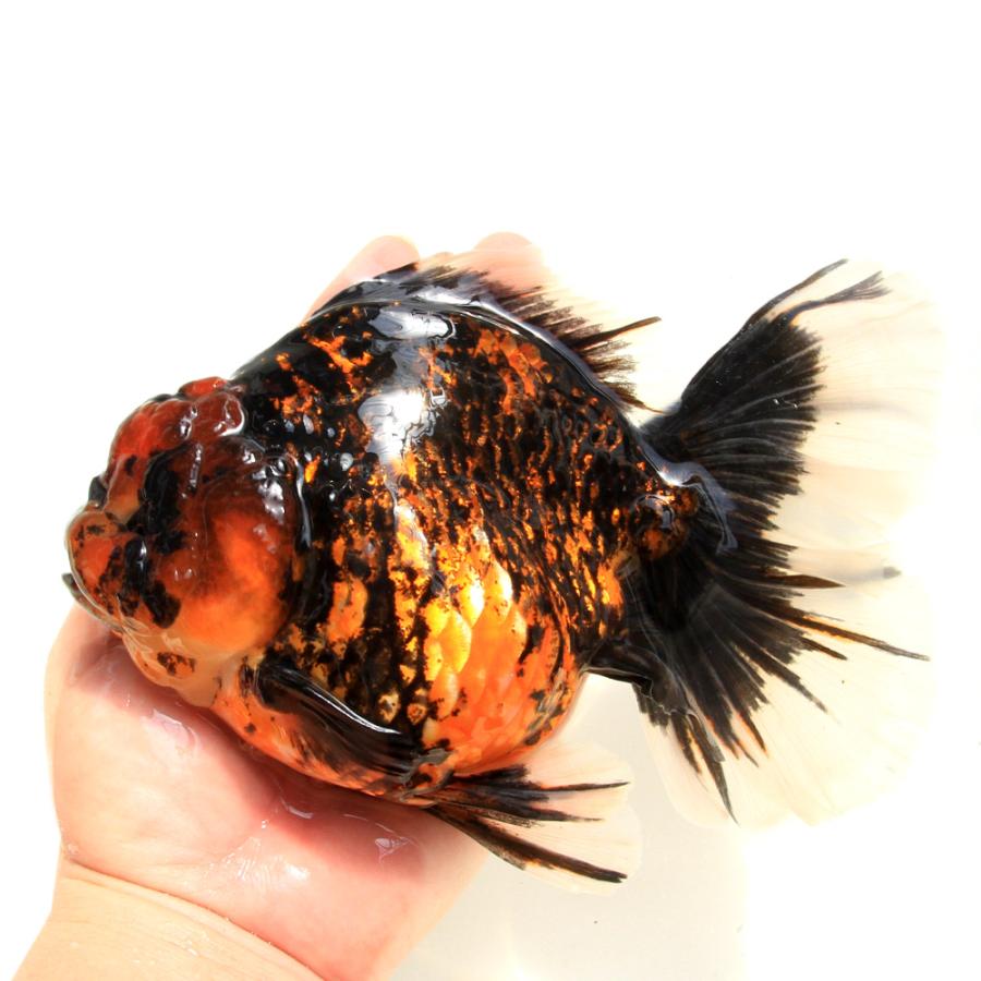 金魚）一点物 タイガーオランダ獅子頭 18cm±（インドネシア産