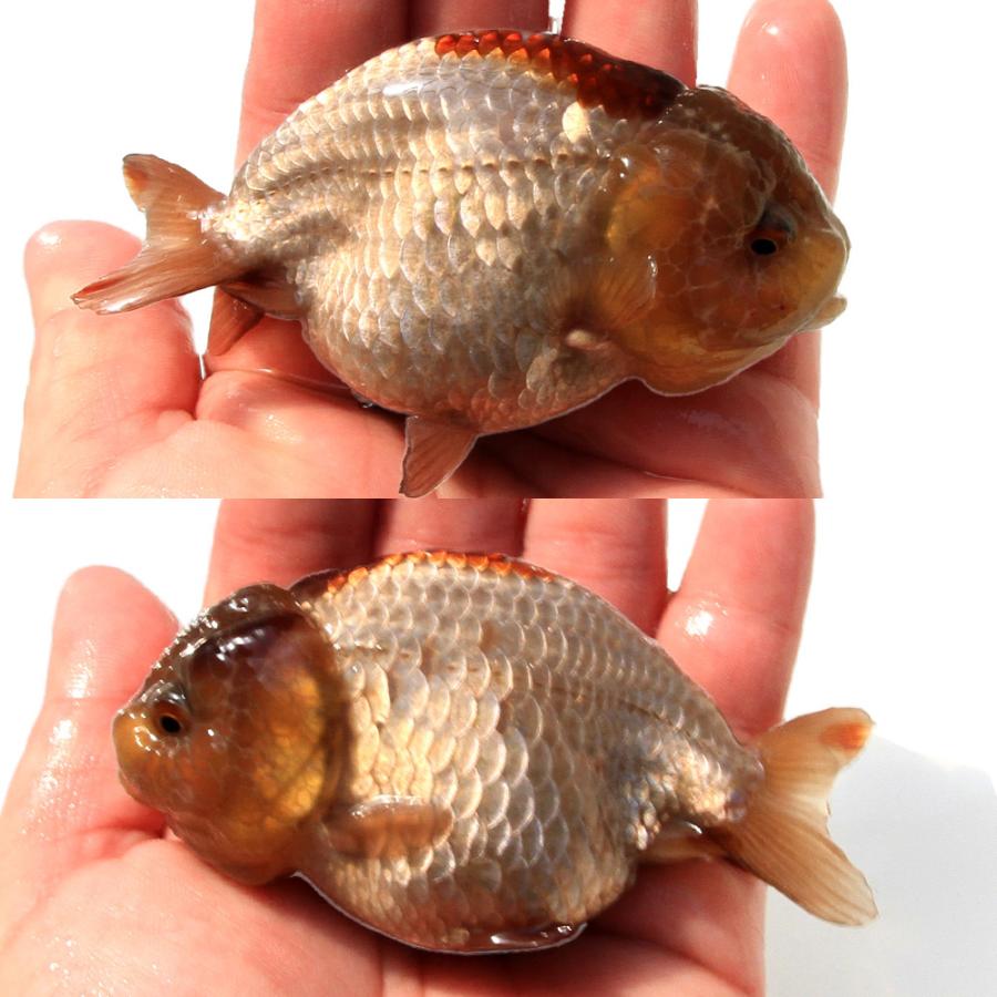 金魚）一点物 瑪瑙らんちゅう（中国産）10cm（1匹） 北海道航空便