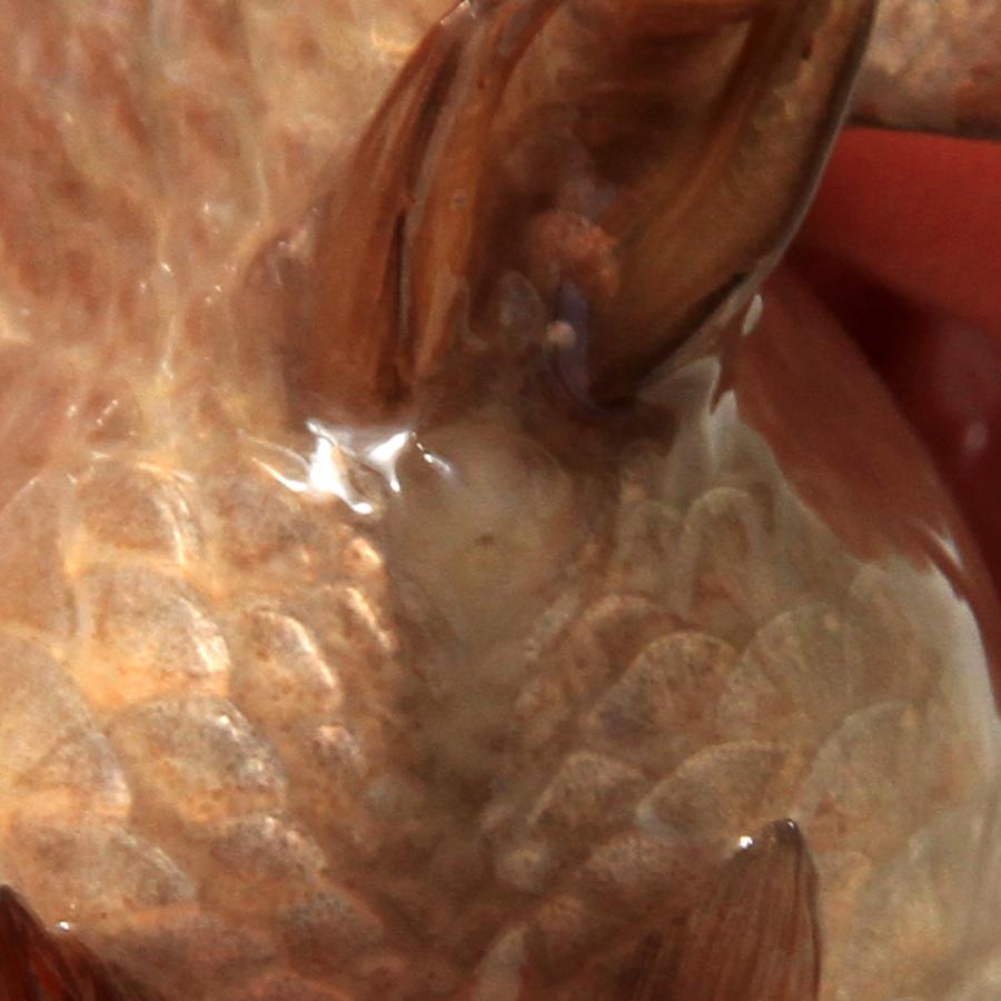 金魚）一点物 瑪瑙らんちゅう（中国産）10cm（1匹） 北海道航空便
