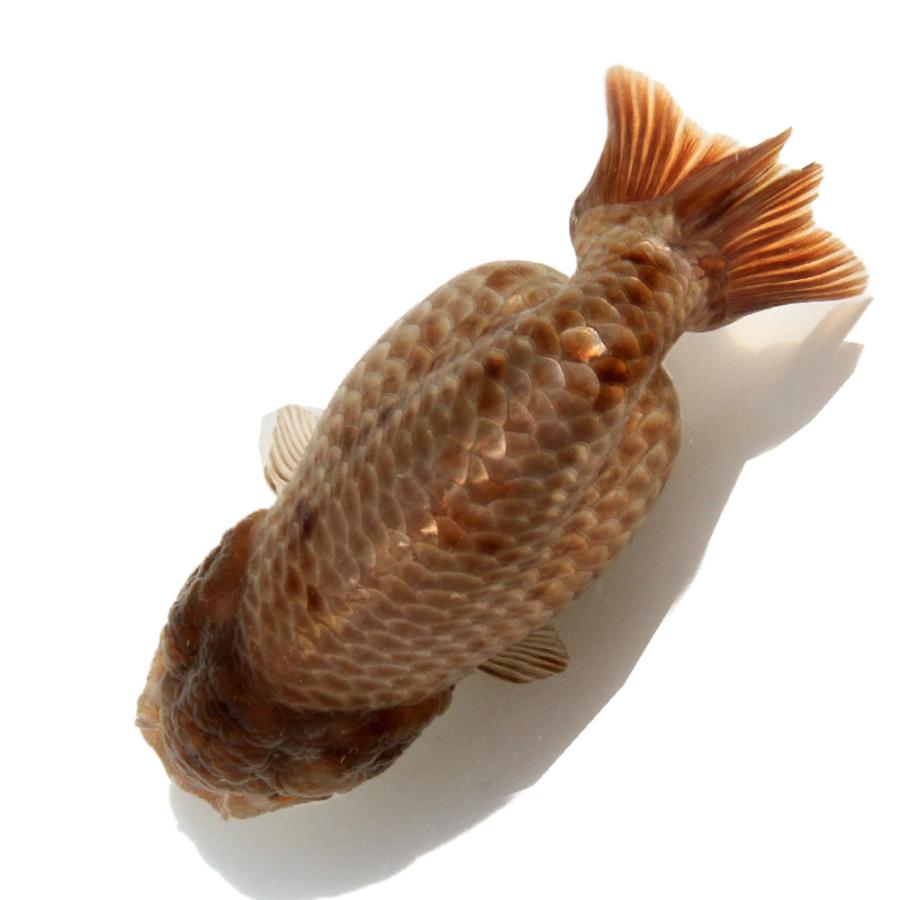 金魚）一点物 瑪瑙らんちゅう（中国産）10cm±（1匹） 北海道航空