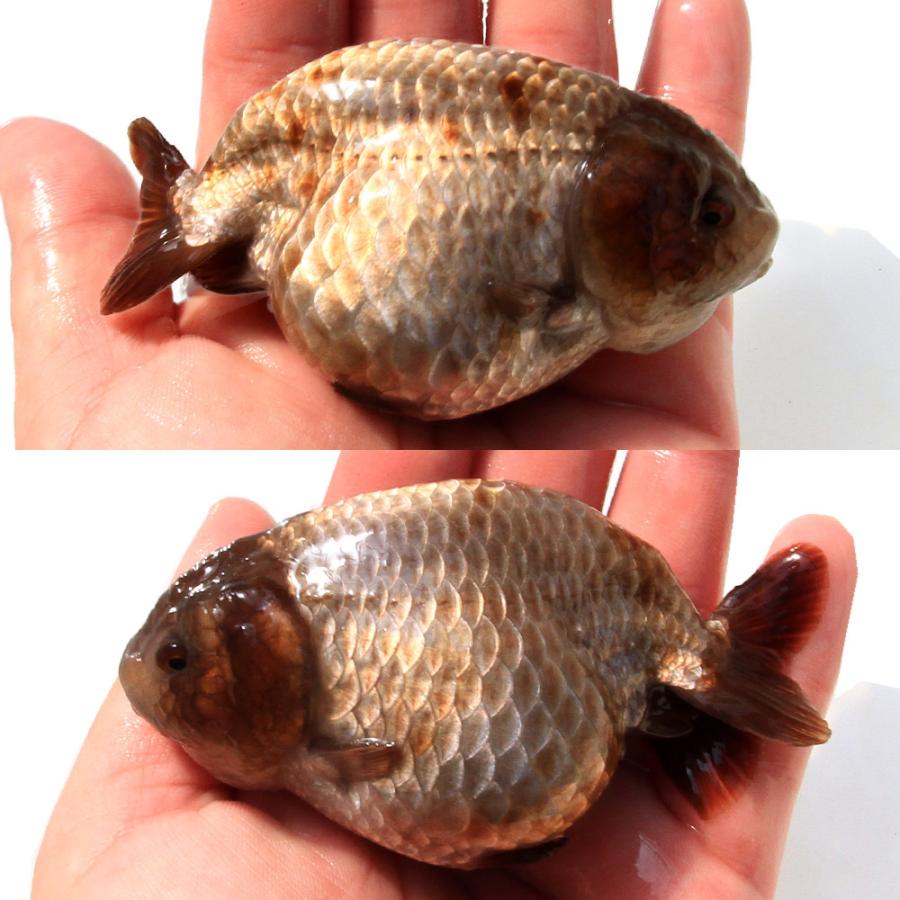 金魚）一点物 瑪瑙らんちゅう（中国産）10cm±（1匹） 北海道航空
