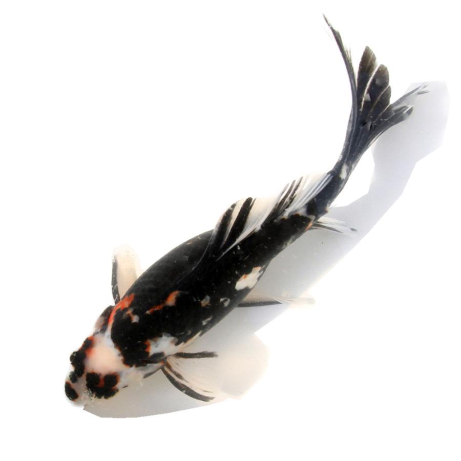 金魚）一点物 墨朱文金 25cm± 中国産（1匹） : チャーム charm
