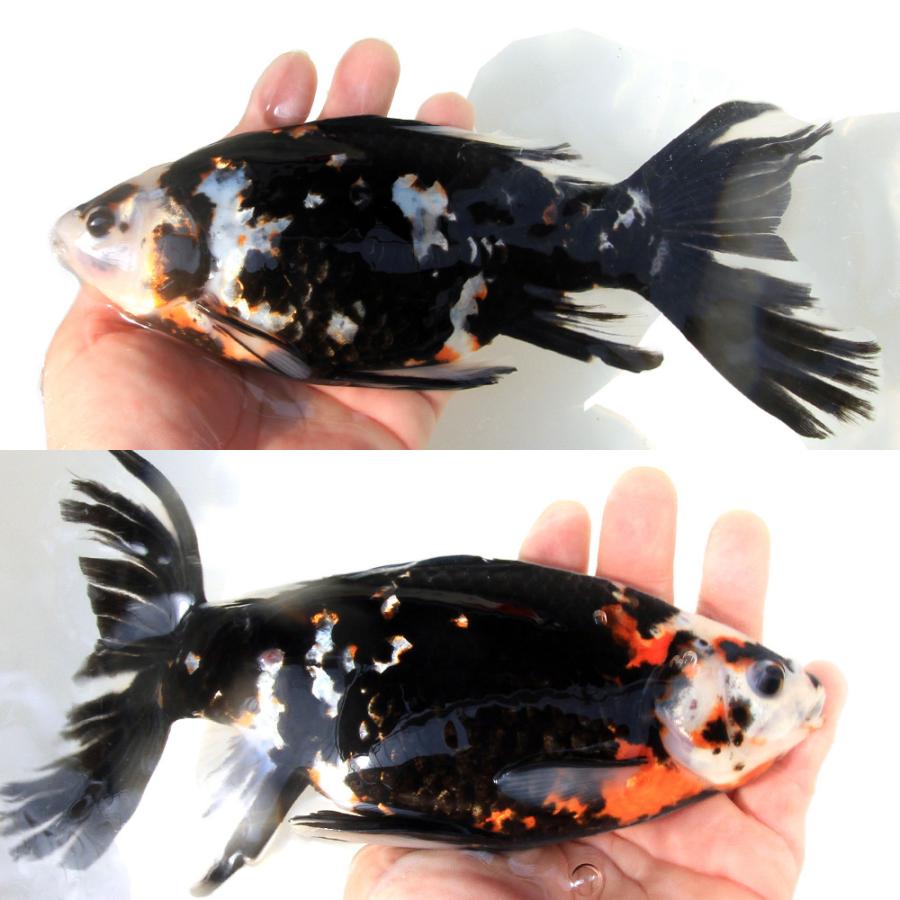 金魚商品【1】 金魚）一点物 墨朱文金 25cm± 中国産（1匹） : チャーム charm
