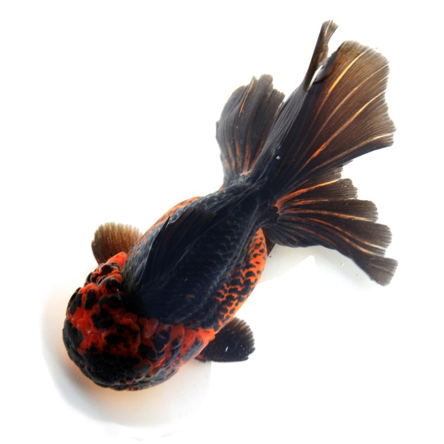オランダ獅子頭 国産金魚）一点物 オランダ獅子頭 薩摩産 18cm± （1匹
