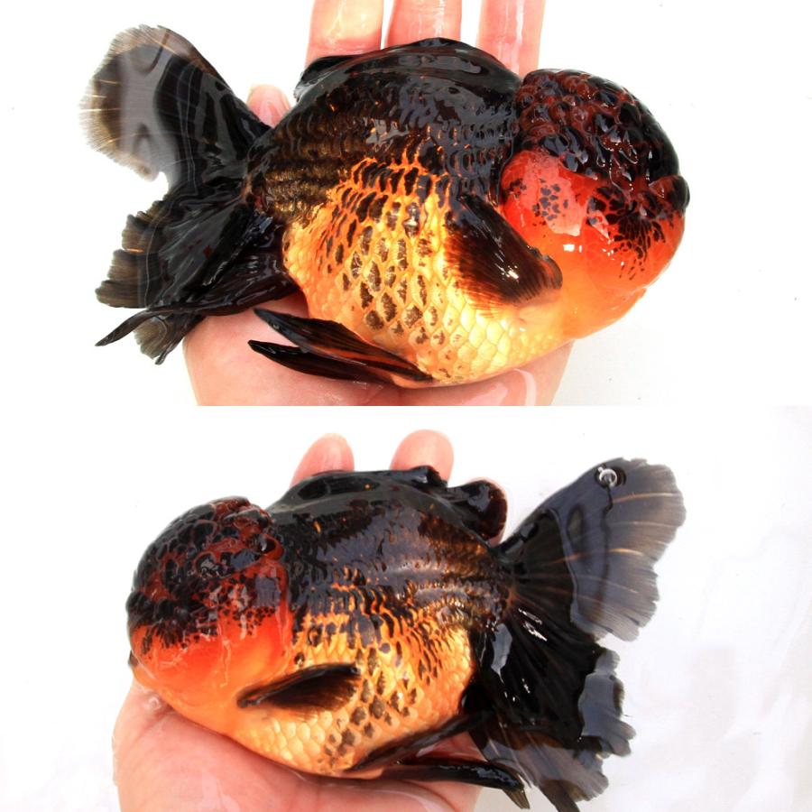 国産金魚）一点物 オランダ獅子頭 薩摩産 18cm± （1匹