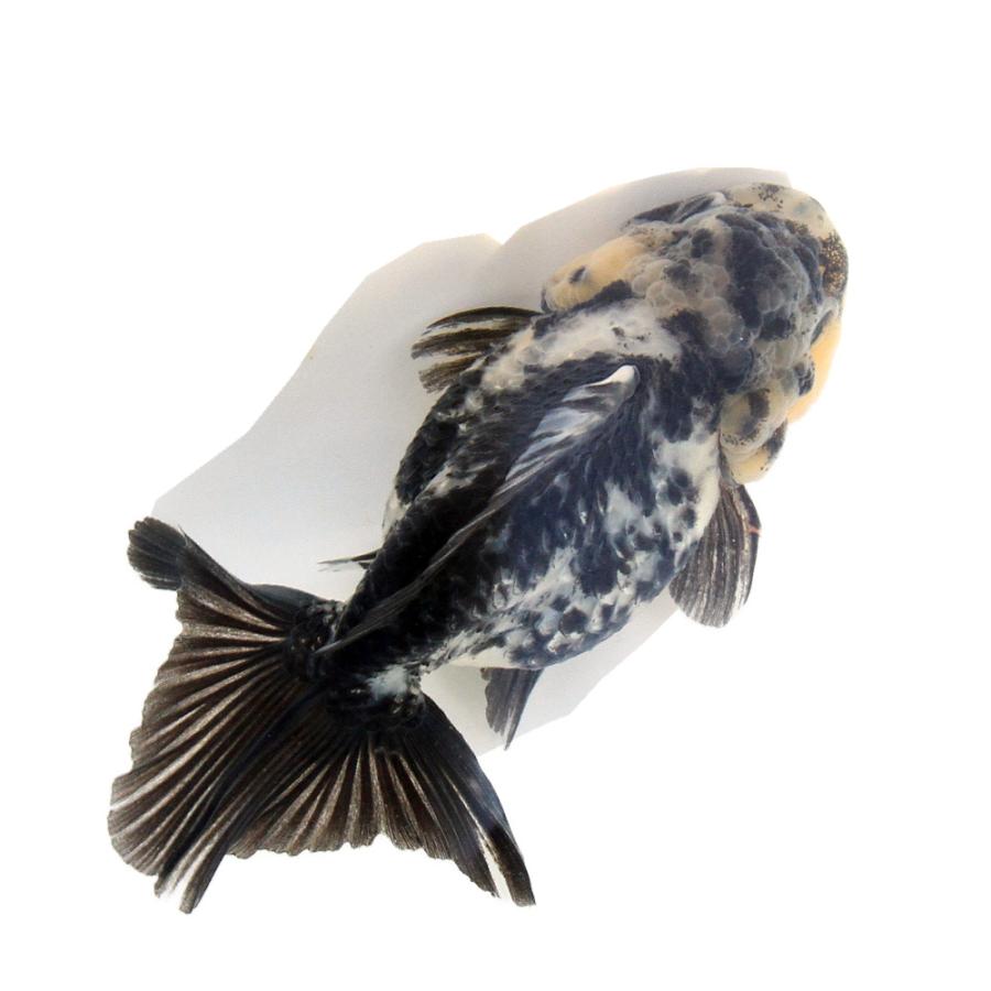 年末限定価格！破格です！オランダ獅子頭　金魚 金魚王子】白黒オランダ 9.5cm前後 (個体番号：xsw293) 金魚 きんぎょ