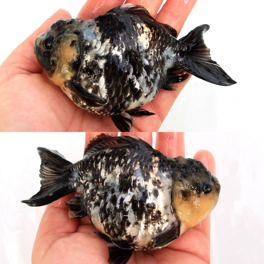 国産金魚）一点物 白黒オランダ獅子頭 ショートテール 薩摩産 11cm