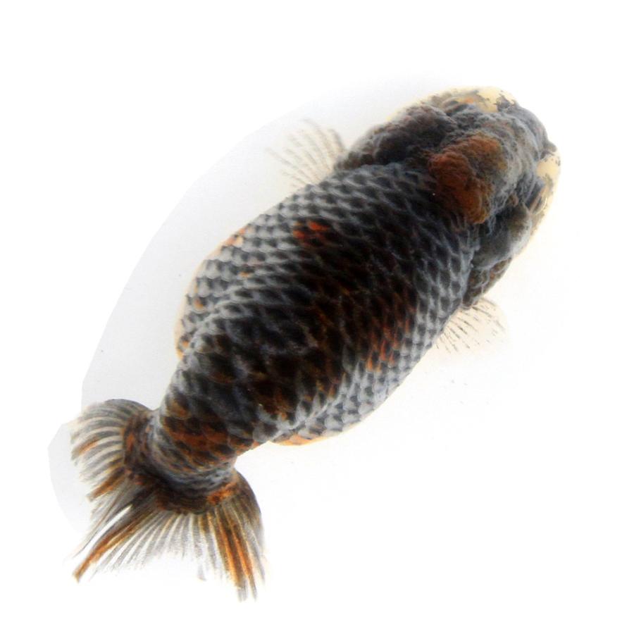 金魚）一点物 麒麟らんちゅう（外国産）8cm±（1匹） 北海道航空便 
