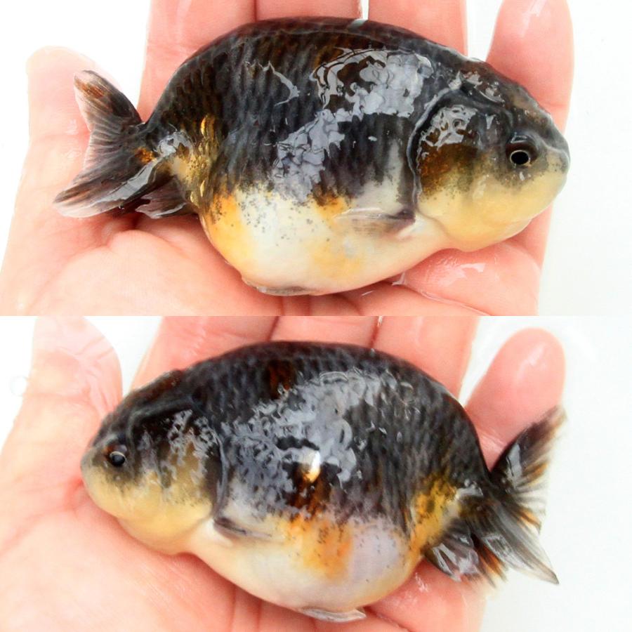 金魚）一点物 麒麟らんちゅう（外国産）8cm±（1匹） 北海道航空便 