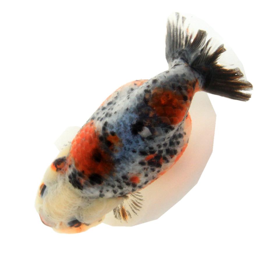 金魚）一点物 麒麟らんちゅう（外国産）8cm±（1匹） 北海道航空便 